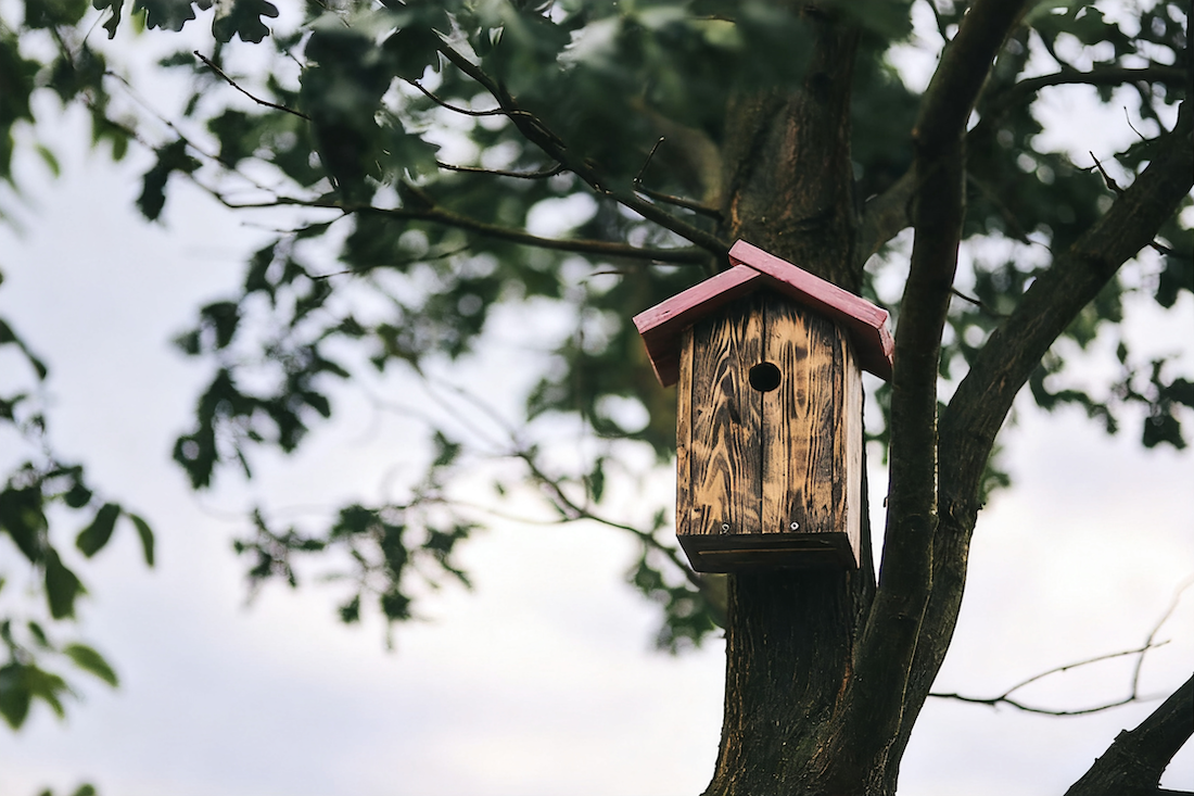 How to Attract Birds to Your Backyard | Easy Tips for Beginners – COOLFLY
