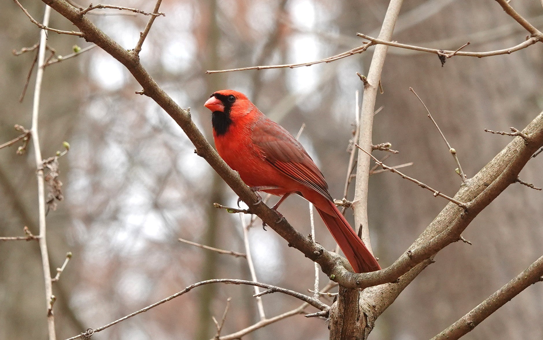 Northern cardinal perched among branches