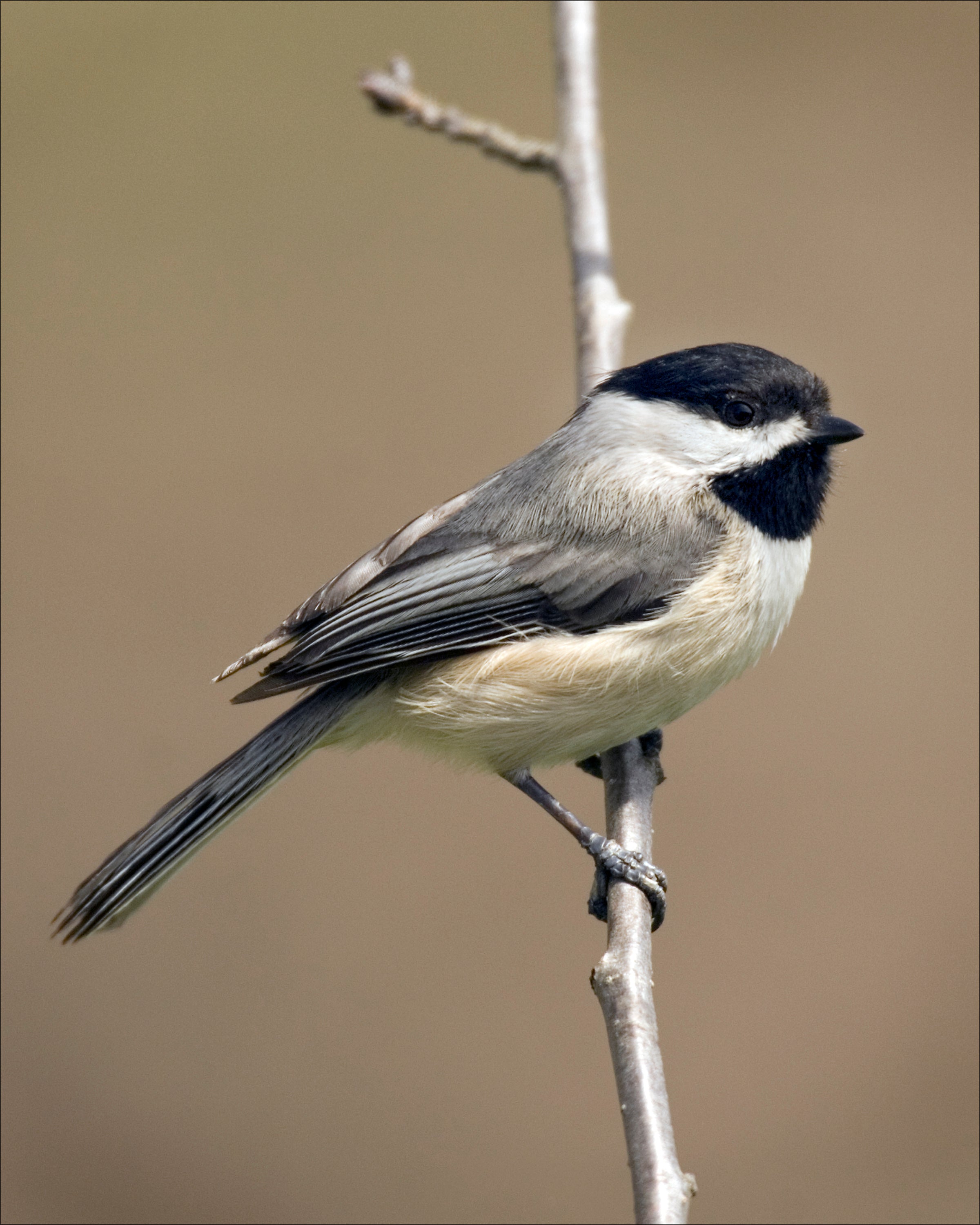 Black-capped chickadee on a slender branch