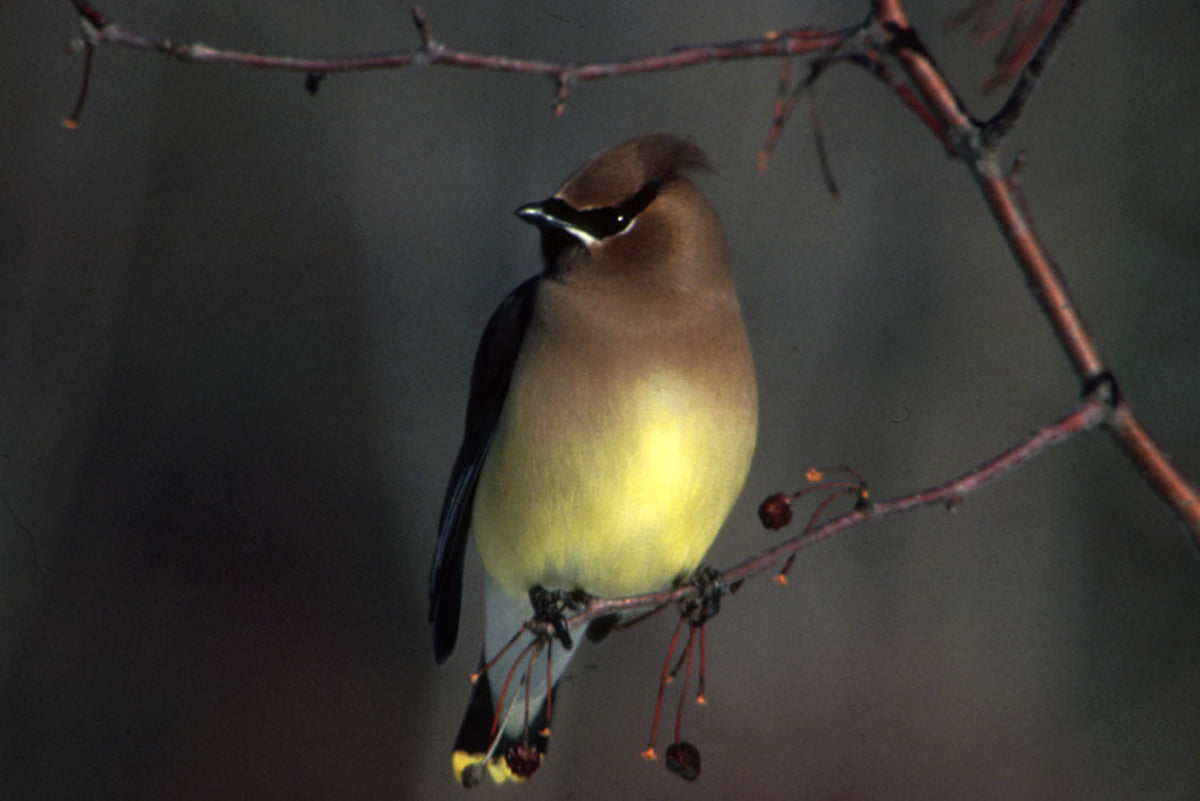 Cedar waxwing perched on a branch