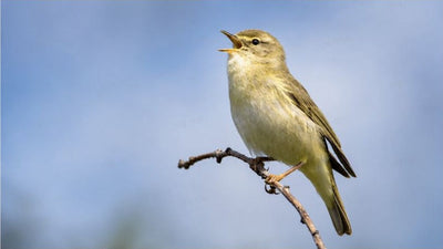 Small songbird perched on a branch, illustrating why birds sing