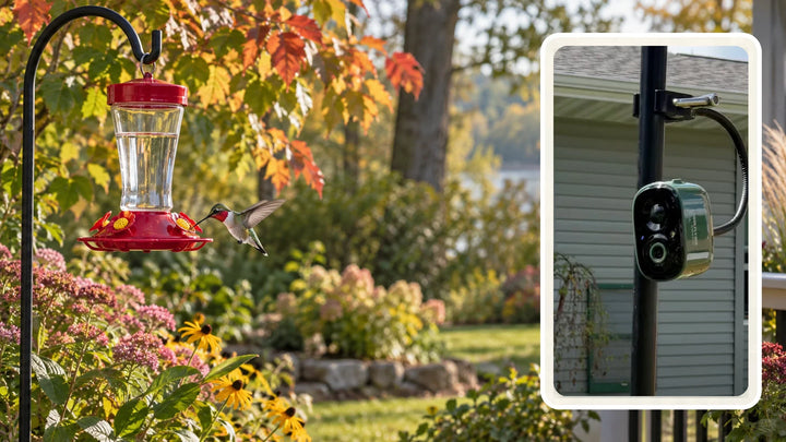 A hummingbird visiting a clean feeder in an autumn backyard beside a separate view of a COOLFLY Flex camera positioned nearby for observation.