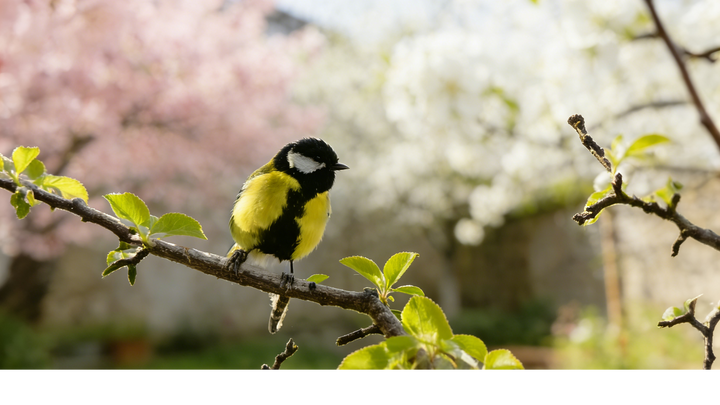 The Quiet Return: 10 Signs That Spring Has Arrived in Your Backyard