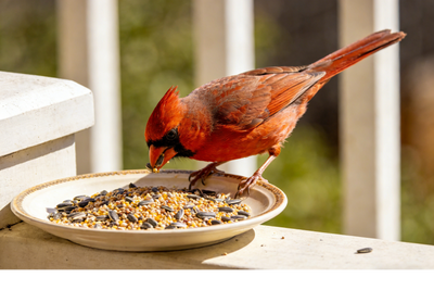 What I Wish I Knew Before Feeding Birds: Seeds, Safety, and Smart Setups