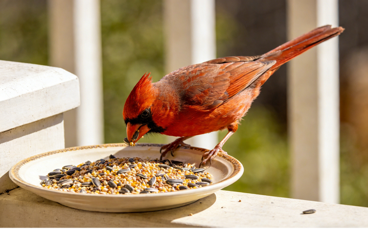 What I Wish I Knew Before Feeding Birds: Seeds, Safety, and Smart Setups