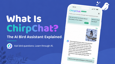 What is ChirpChat? The AI Bird Assistant Explained