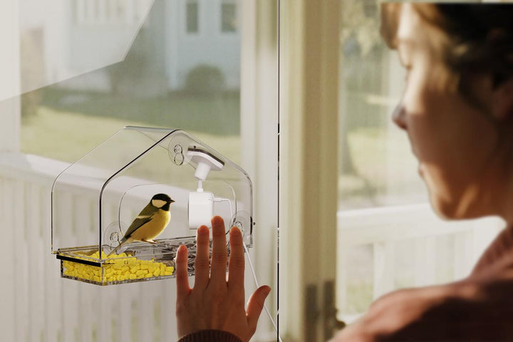 Window Bird Feeders: How to Get Birds Closer