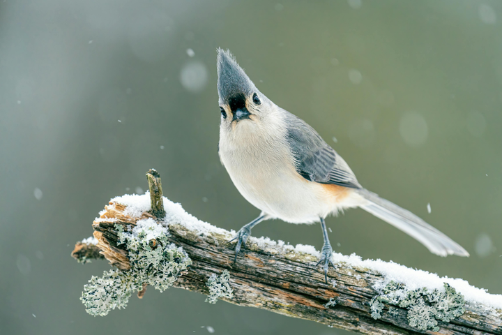 The Winter Bird Buffet: Feeding Secrets