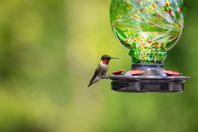 Smart bird feeder with camera in backyard - COOLFLY bird feeder buying guide 2026