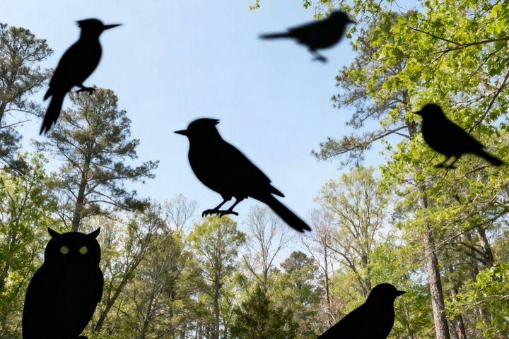 Top 5 Most Popular Birds in CoolFly Community