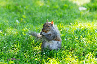Tips from the COOLFLY Community: How to Outsmart Squirrels Around Your Bird Feeders