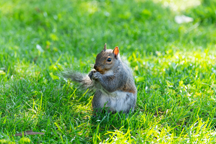 Tips from the COOLFLY Community: How to Outsmart Squirrels Around Your Bird Feeders