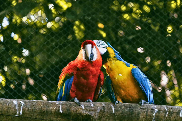 Witness Love Among the Feathers