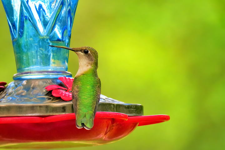 Should You Take Down Your Hummingbird Feeder in Winter? Here’s Why We Say No.