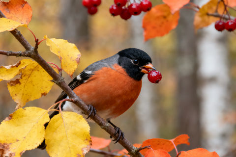 Best Fall Foods for Backyard Birds