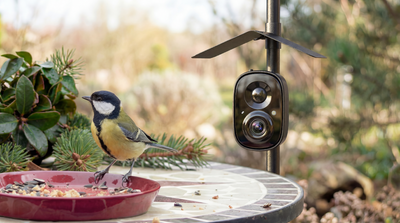 Where to Place a Smart Bird Camera: 7 Best Backyard Spots for Better Bird Videos