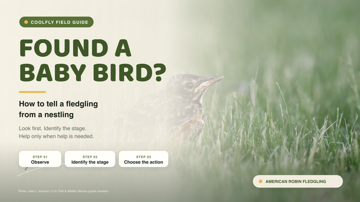 American robin fledgling sitting in grass, illustrating how to identify a fully feathered young bird found on the ground