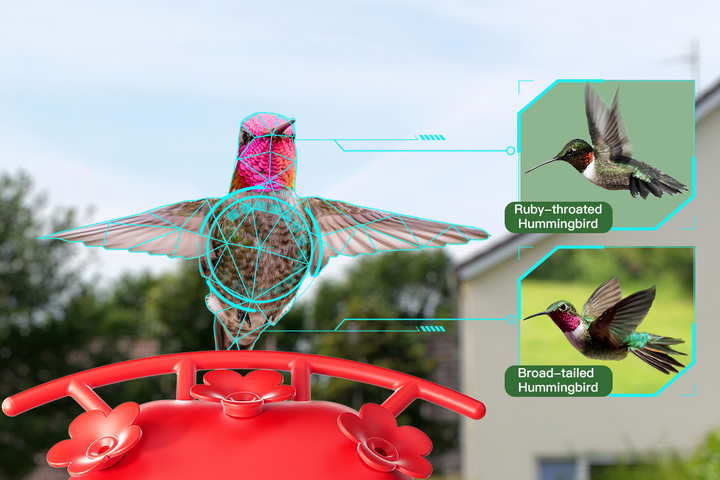 How to Identify Birds with CoolFly App