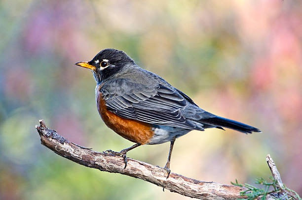 The American Robin: 7 Surprising Facts About America's Favorite Bird
