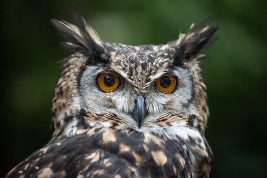 Owl Hearing: The Secret to Their Deadly Hunt is Lopsided Ears