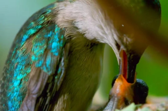 How do Baby Hummingbirds Grow?