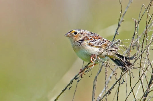 Birds of Connecticut