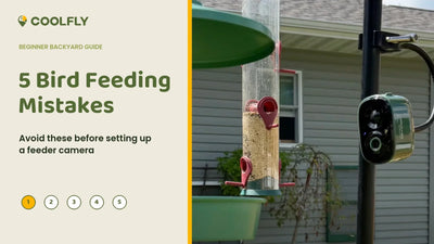 Backyard bird feeder setup with a camera, introducing five common bird feeding mistakes to avoid.