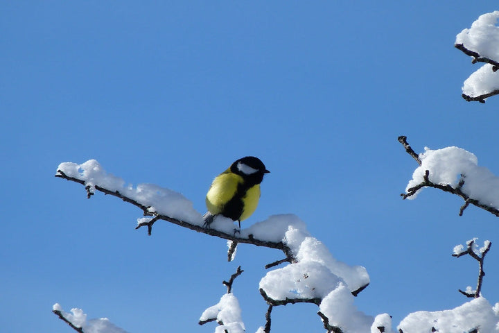 Winter Bird Feeding 101: A Complete Guide to Helping Your Feathered Friends