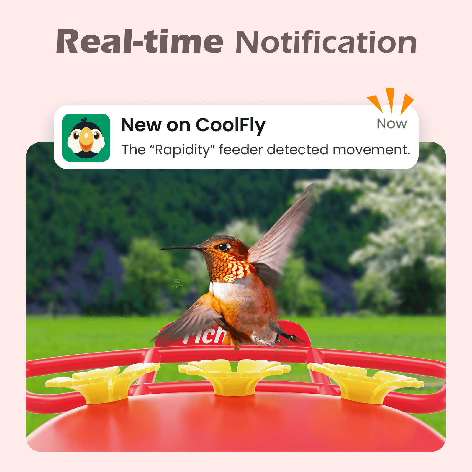 RichBird® Smart Hummingbird Feeder