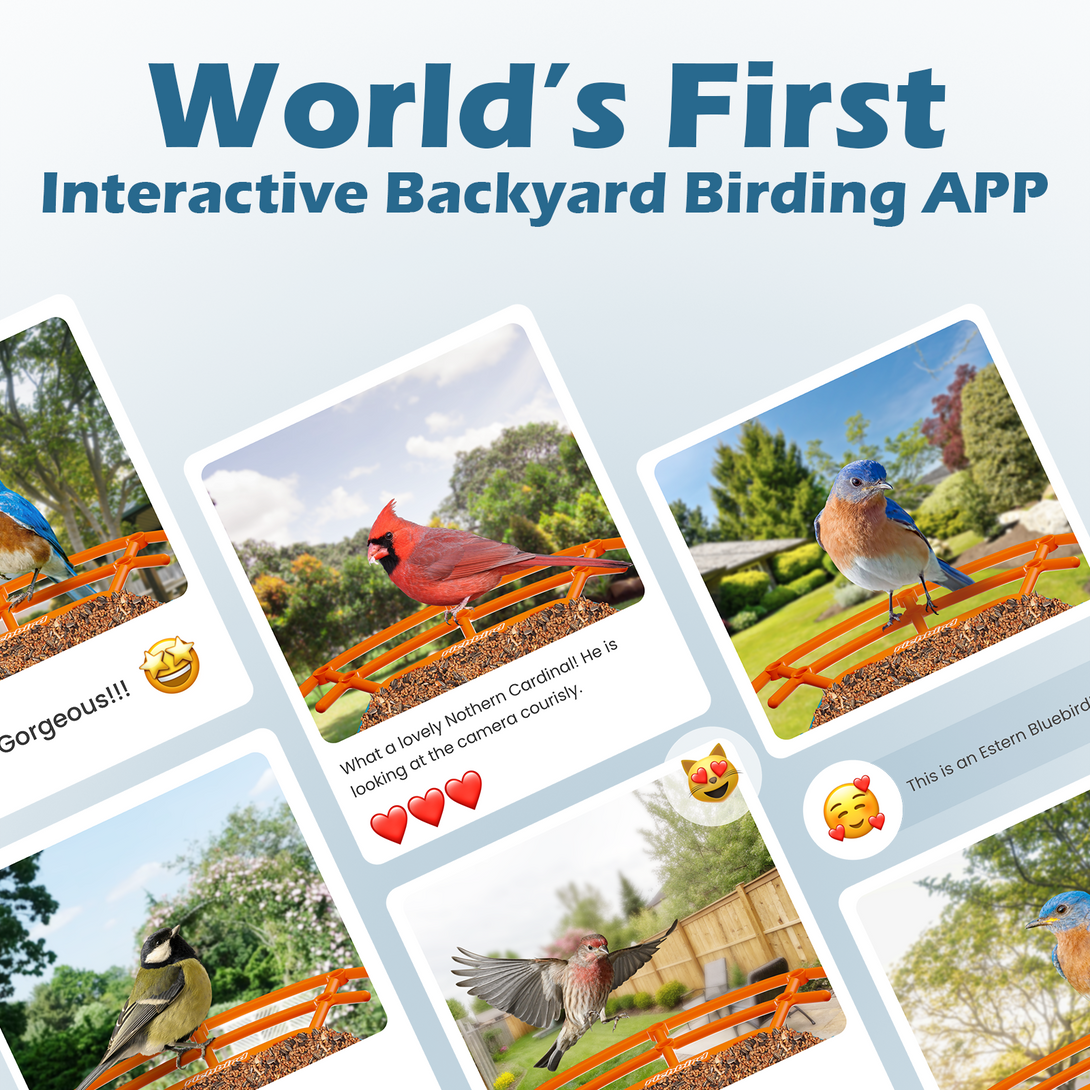 Interactive Backyard Birding APP