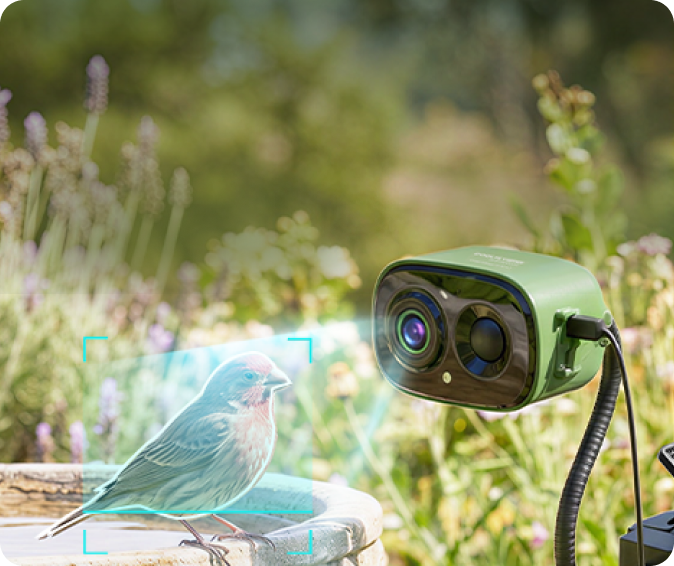 Tree-mounted backyard bird setup