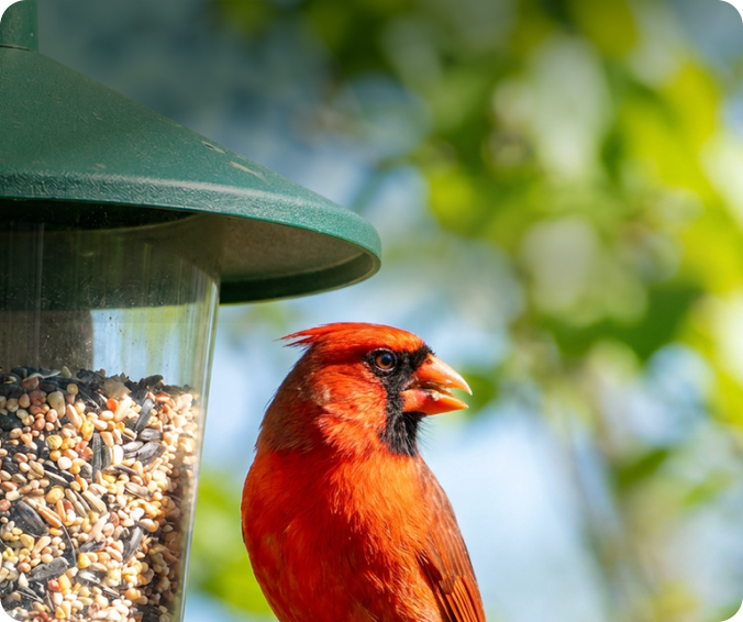 Feeder-mounted backyard bird setup