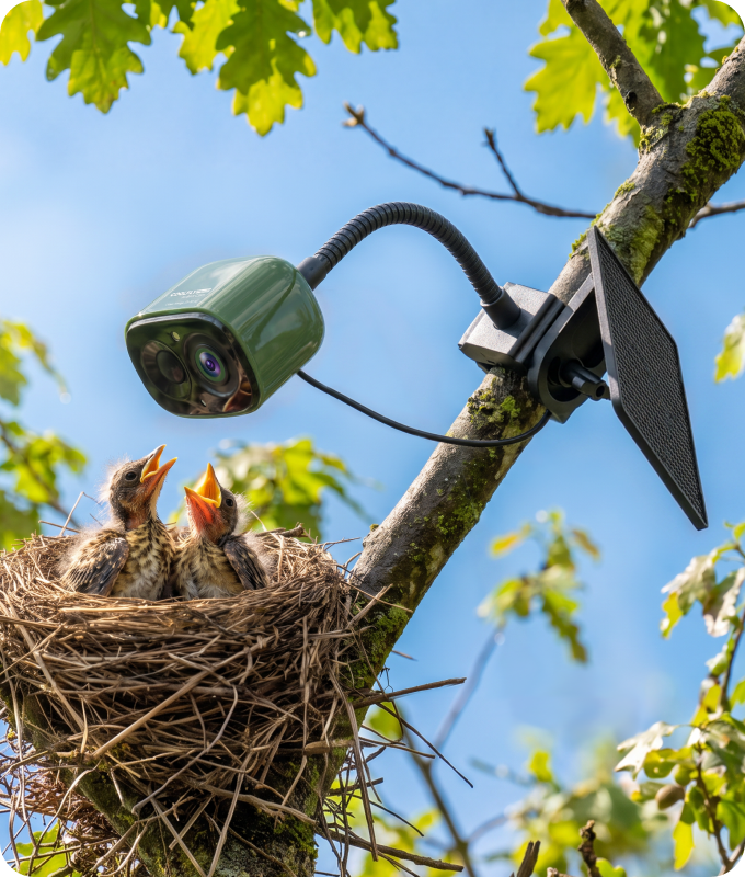 Backyard bird camera setup