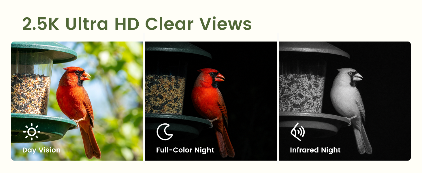 Official illustration of a cardinal in daylight