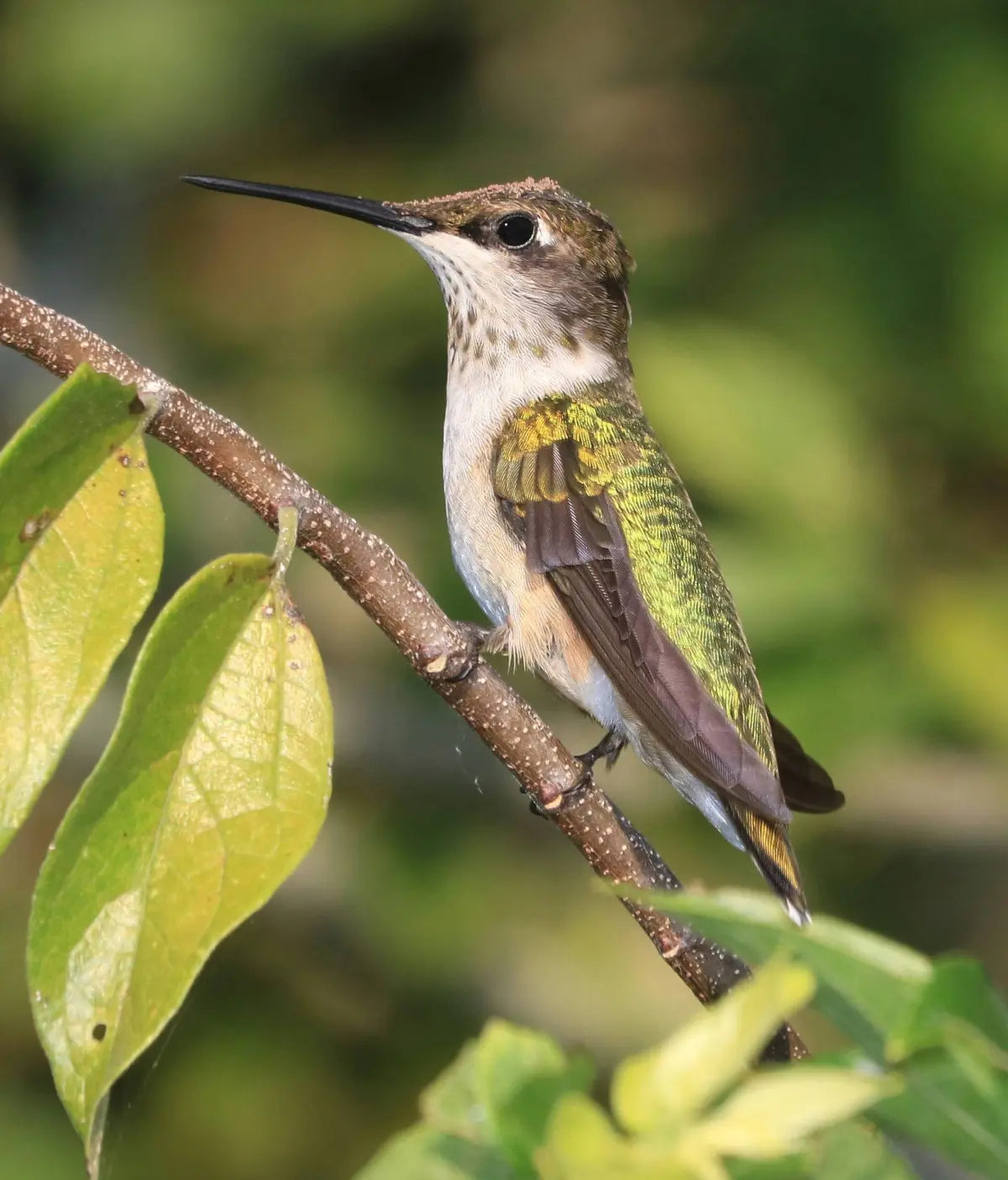 Ruby-throated hummingbird in profile